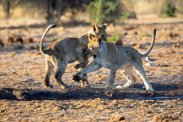 Cuccioli Leoni Che Giocano Nel Parco Nazionale Etosha Namibia — Foto Stock