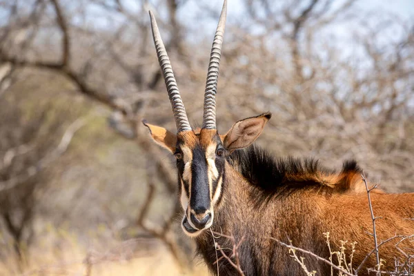 Sable Antelope Kruger National Park — Stock Photo, Image