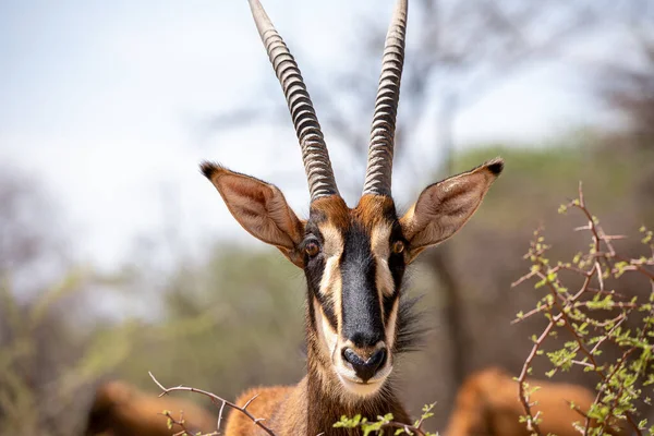 Sable Antelope Kruger National Park — Stock Photo, Image