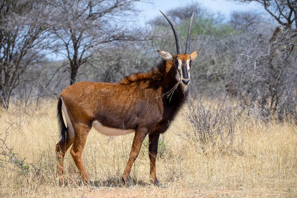 Sable Antilop Vid Kruger Nationalpark — Stockfoto