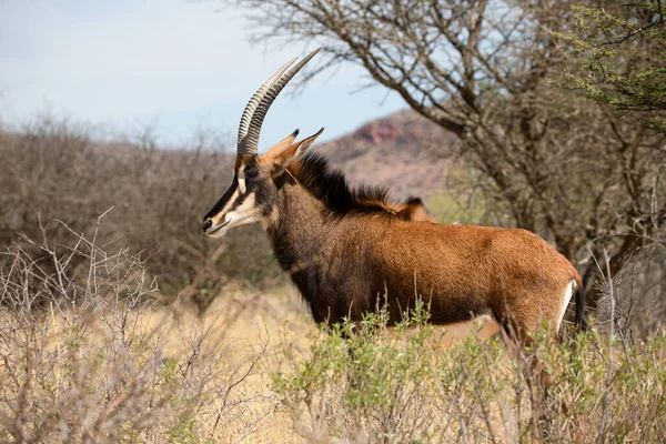 Sable Antilope Parco Nazionale Kruger — Foto Stock
