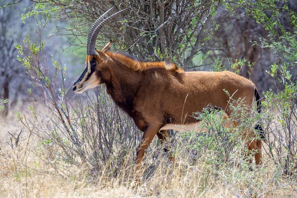 Соболь Антилопа Национальном Парке Крюгера — стоковое фото
