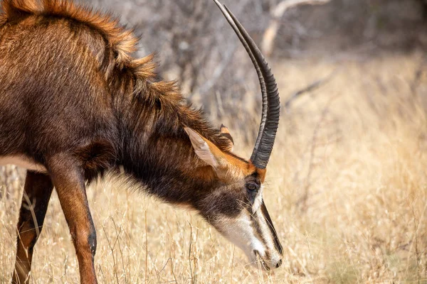 Sable Antilope Parco Nazionale Kruger — Foto Stock