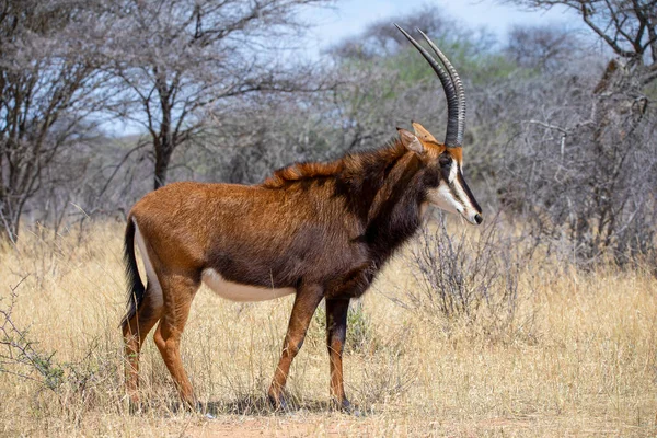 Sable Antilop Vid Kruger Nationalpark — Stockfoto