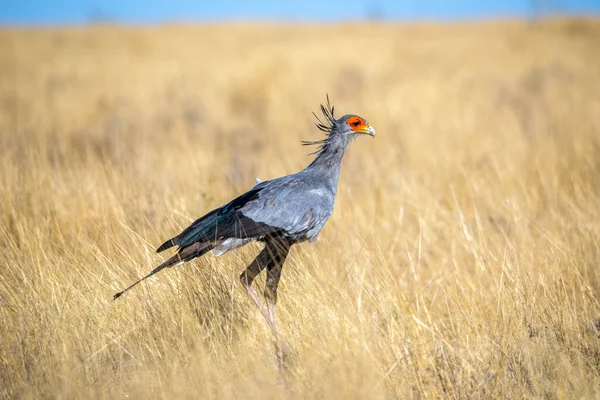 Sekretarz Ptaków Parku Narodowym Etosha — Zdjęcie stockowe