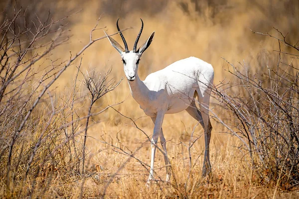 Mycket Sällsynt Albino Springbok Etosha Nationalpark Namibia — Stockfoto