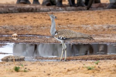 Namibya 'daki Etosha Milli Parkı' nda bir kori bustard.