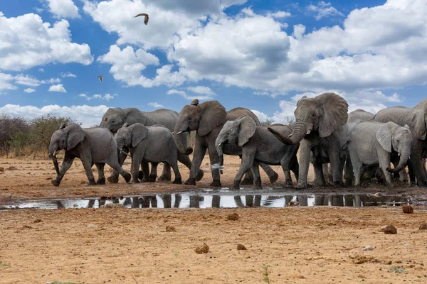 Elefanter Etoshas Nationalpark Namibia — Stockfoto