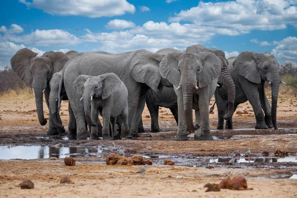 Elefanter Etoshas Nationalpark Namibia Jpg — Stockfoto