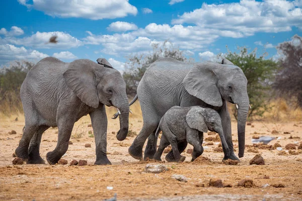 Elephant Etosha National Park Namibia — Stock Photo, Image