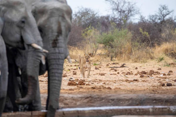 Elefanttiviisas Naarasleijona Etoshan Kansallispuistossa Namibiassa — kuvapankkivalokuva