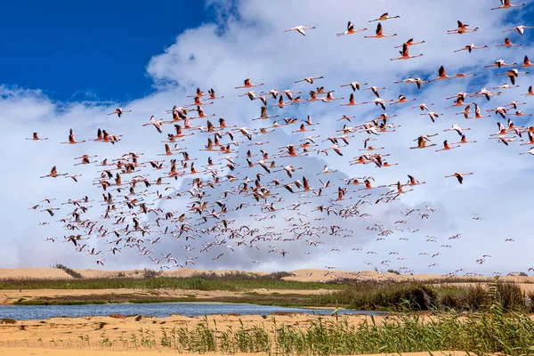 Flamants Roses Paradis Des Oiseaux Baie Walvis Namibie — Photo