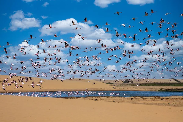 Fenicotteri Nel Paradiso Degli Uccelli Walvis Bay Namibia — Foto Stock