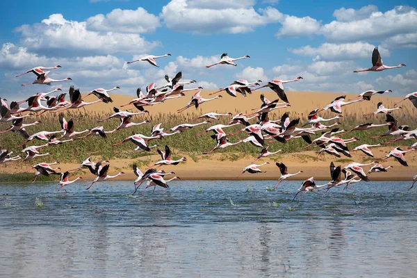 Kuş Cennetinde Flamingolar Walvis Körfezi Namibya — Stok fotoğraf