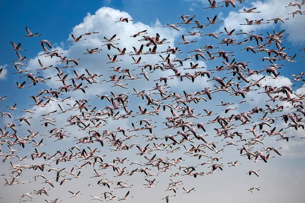 Kuş Cennetinde Flamingolar Walvis Körfezi Namibya — Stok fotoğraf