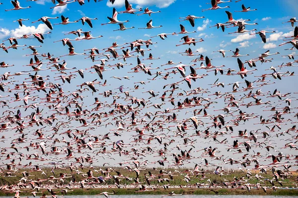 Flamingo Uri Paradisul Păsărilor Golful Walvis Namibia — Fotografie, imagine de stoc