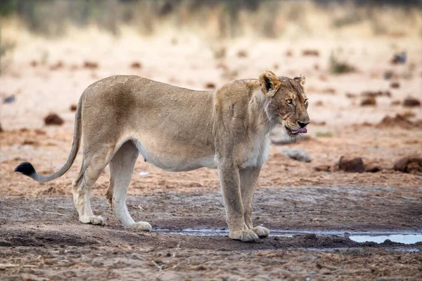Leeuwin Het Etosha National Park Namibië — Stockfoto