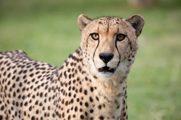 Gepard Národním Parku Etosha Namibie — Stock fotografie