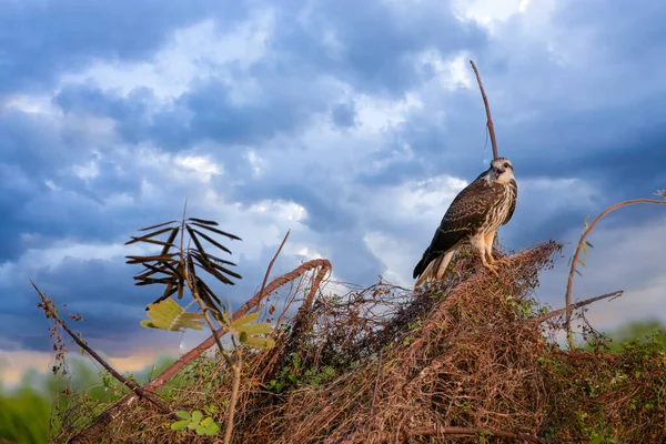 Falco Nel Vaiolo Mammario Colombia — Foto Stock