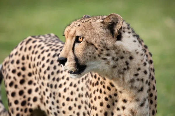 Cheetah Parque Nacional Etosha Namíbia — Fotografia de Stock