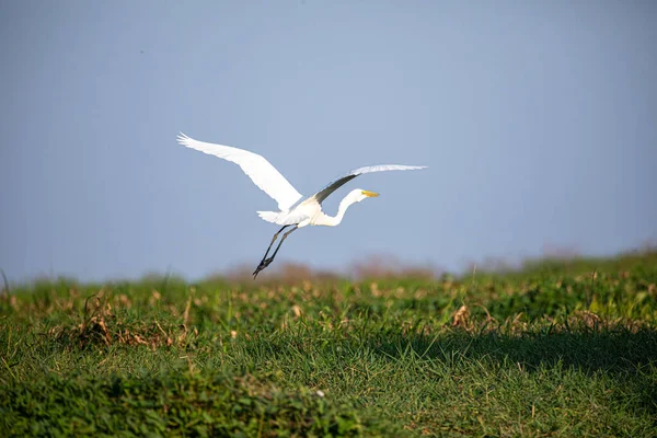 Great Egret Mompox Colombia — Stock Photo, Image