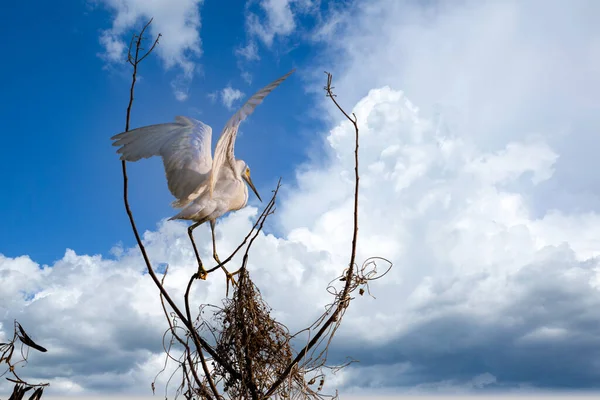 Wielki Egret Mompox Colombia Tif — Zdjęcie stockowe