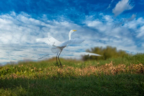 Great Egret Mompox Colombia — Stok Foto