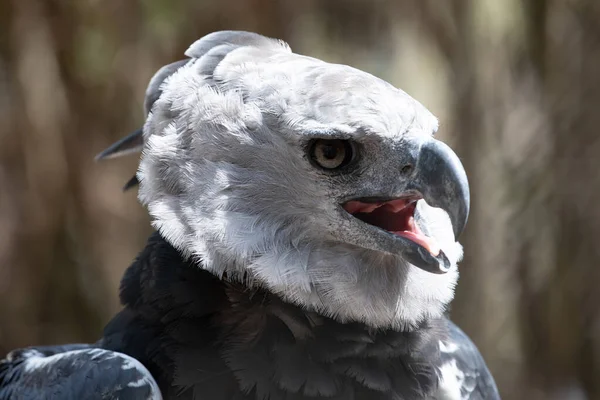 Kolombiya Daki Harpy Eagle Güney Amerika — Stok fotoğraf