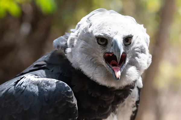 Harpy Eagle América Sul Columbia Imagem De Stock