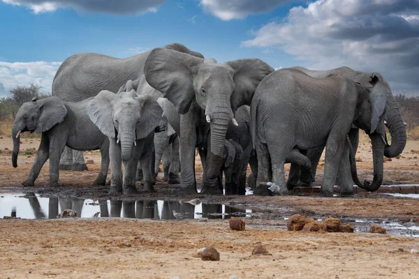 Elefanter Etosha Nationalpark Namibia — Stockfoto