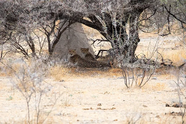 Cheetahs Etosha National Park Namibia — Stock Photo, Image