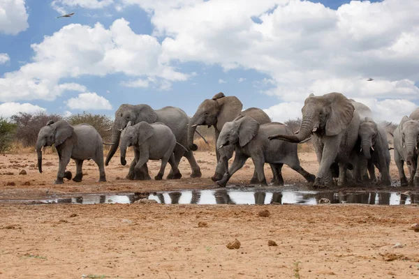 Słonie Parku Narodowym Etosha Namibia — Zdjęcie stockowe