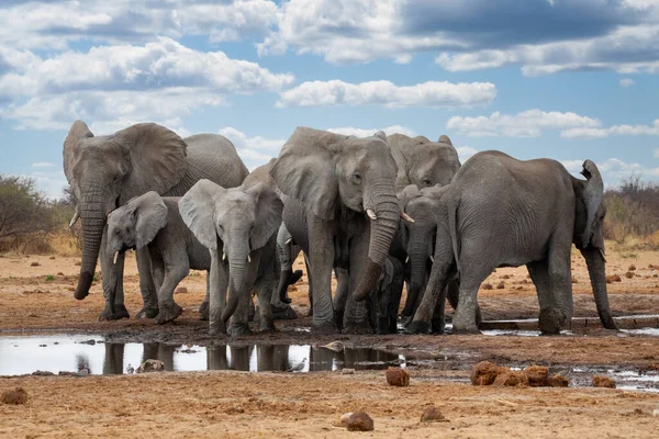 Elefanții Din Parcul Național Etosha Namibia — Fotografie, imagine de stoc