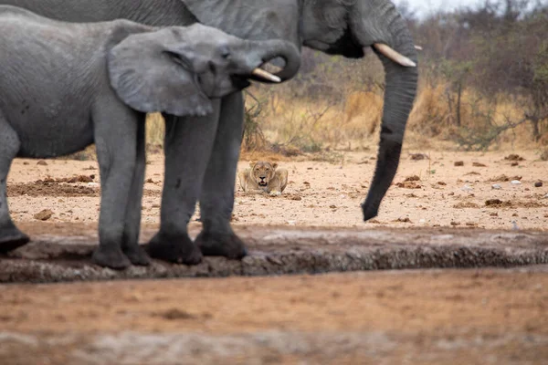 Etoşa Ulusal Parkı Namibya Sında Aslanlı Filler — Stok fotoğraf