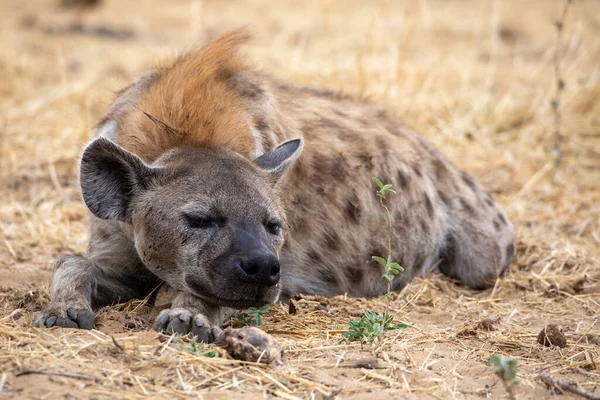 Hyena Namibii Národního Parku Etosha — Stock fotografie