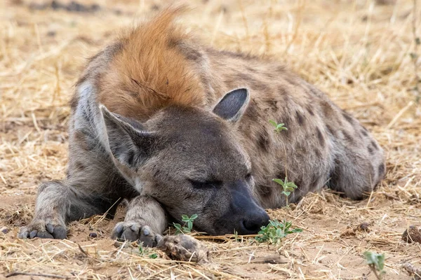 Hyena Namibii Národního Parku Etosha — Stock fotografie
