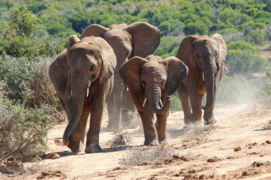 Addo Ulusal Parkı 'ndaki filler, Güney Afrika