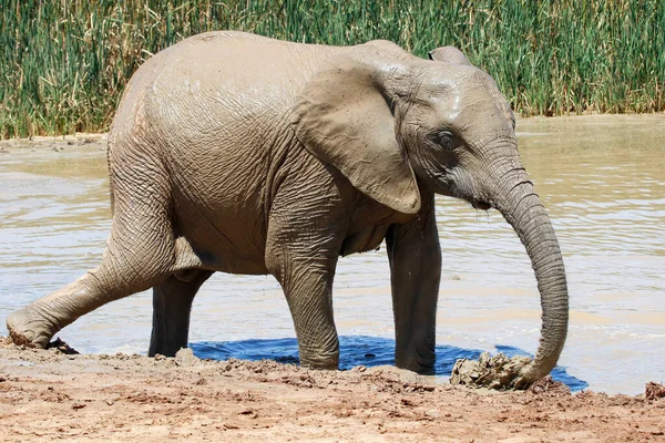 Elefante Parque Nacional Ethosa Namibia — Foto de Stock