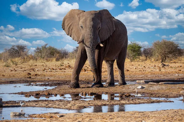 Éléphant Dans Parc National Ethosa Namibie — Photo