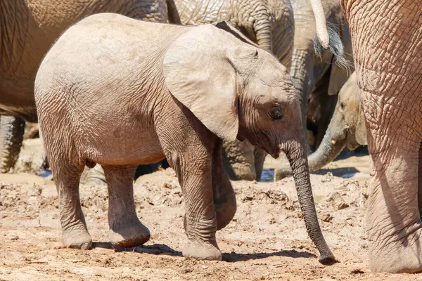 Слон Національному Парку Етоса Намібія — стокове фото
