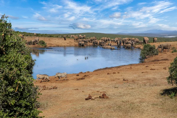 Słonie Parku Narodowym Addo Republika Południowej Afryki — Zdjęcie stockowe
