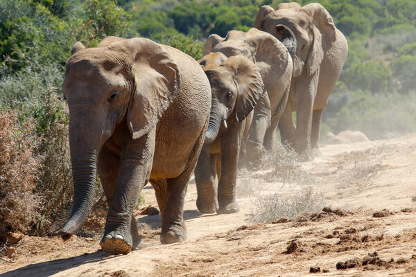 Elephants in addo National Park, South Africa