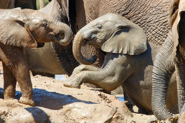 Слони Національному Парку Аддо Південна Африка — стокове фото