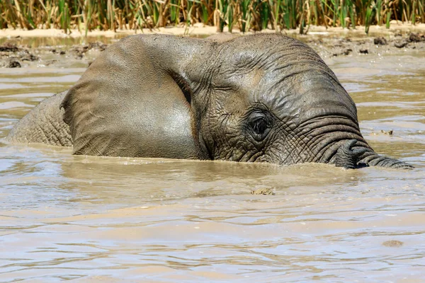 Elefantes Parque Nacional Addo Sudáfrica — Foto de Stock