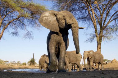 Botswana 'daki Chobe Ulusal Parkı' ndaki fil.