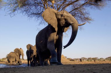 Botswana 'daki Chobe Ulusal Parkı' ndaki fil.