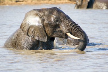 Hwange Ulusal Parkı 'ndaki filler, Zimbabwe