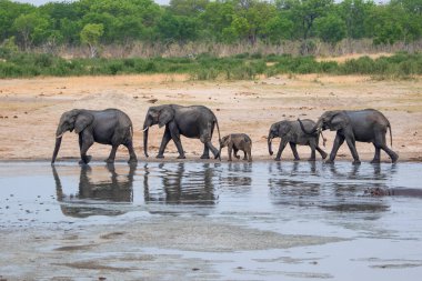Hwange Ulusal Parkı 'ndaki filler, Zimbabwe