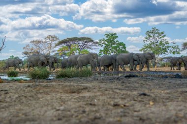 Hwange Ulusal Parkındaki filler, Zimbabwe