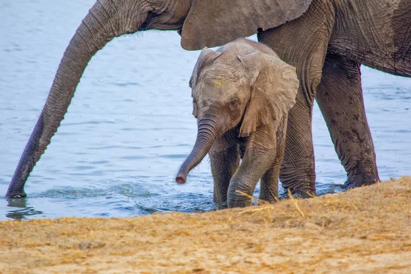Теля Слона Національному Парку Хванге — стокове фото